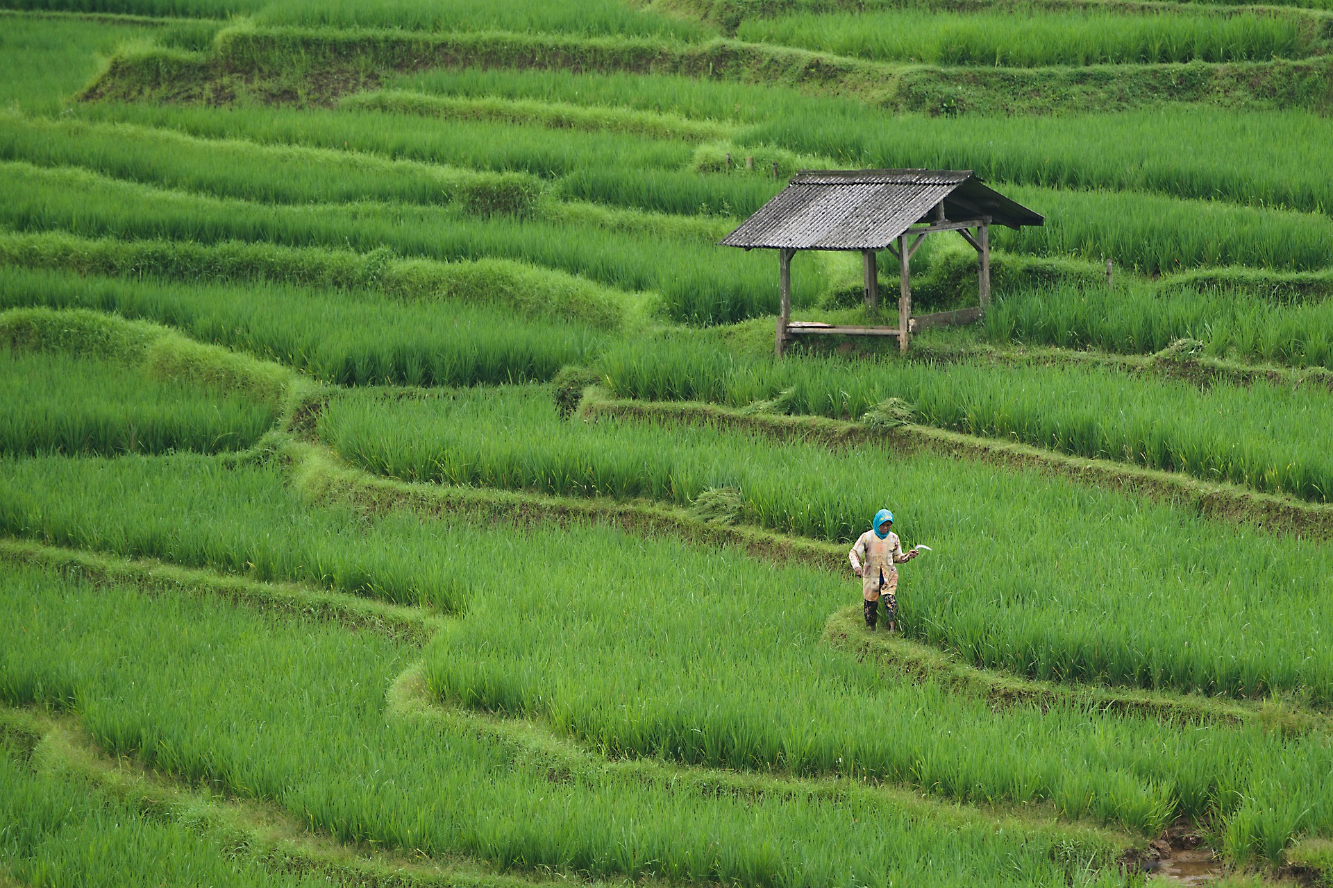 Lao Chai Village Sapa