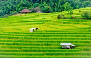 Green Rhythms of Vietnam