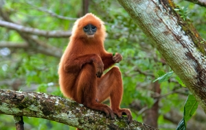 Wild Borneo adventure