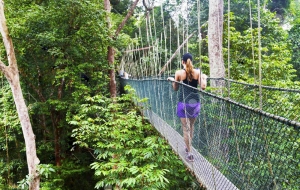 Jungles of western Malaysia